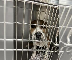 American Pit Bull Terrier-Unknown Mix Dogs for adoption in Waco, TX, USA