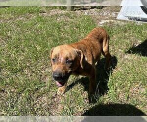 Black Mouth Cur Dogs for adoption in Ocala, FL, USA