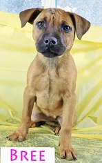 Rottweiler-American Pit Bull Terrier Dogs for adoption in Griffin, GA, USA