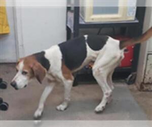 Treeing Walker Coonhound-Unknown Mix Dogs for adoption in Fort Walton Beach, FL, USA