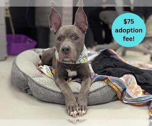 American Pit Bull Terrier-Unknown Mix Dogs for adoption in Santa Cruz, CA, USA