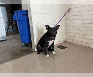 American Pit Bull Terrier-Unknown Mix Dogs for adoption in San Bernardino, CA, USA