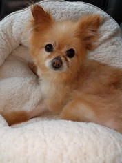Pomeranian Dogs for adoption in Helena, AL, USA
