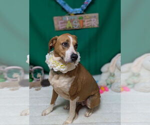 English Foxhound-Unknown Mix Dogs for adoption in Franklin, North Carolina, NC, USA