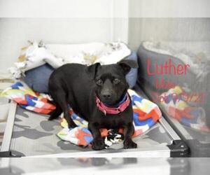 Labrador Retriever-Unknown Mix Dogs for adoption in Toms River, NJ, USA