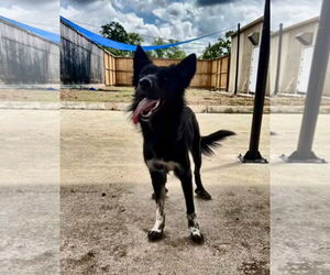 Border Collie Dogs for adoption in Houston, TX, USA