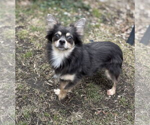 Chihuahua Dogs for adoption in Binghamton, NY, USA