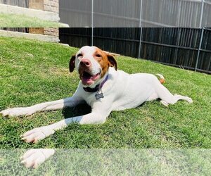 Lab-Pointer Dogs for adoption in Wylie, TX, USA