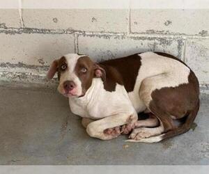 German Shorthaired Lab Dogs for adoption in Hanford, CA, USA