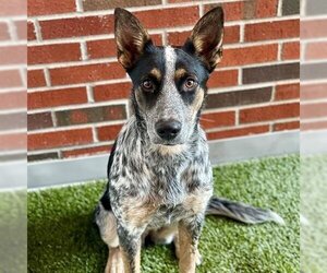 Mutt Dogs for adoption in Edmond, OK, USA