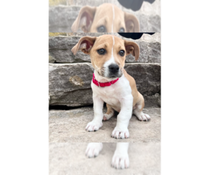 Mutt Dogs for adoption in Brewster, NY, USA