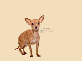 Chihuahua Dogs for adoption in Redlands, CA, USA