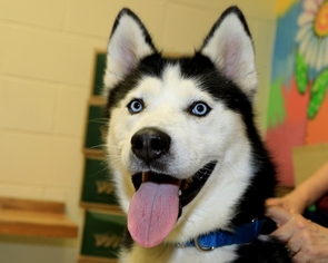 Siberian Husky Dogs for adoption in Birdsboro, PA, USA