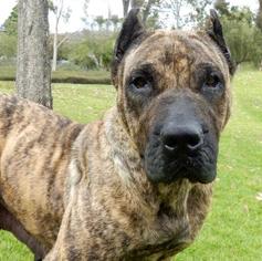 Presa Canario Dogs for adoption in See Website, CA, USA