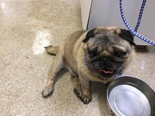 Pug Dogs for adoption in Riverside, CA, USA