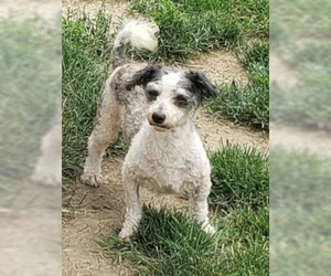 Havanese Dogs for adoption in Indianapolis, IN, USA