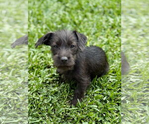 Miniature Schnauzer-Unknown Mix Dogs for adoption in Newport Beach, CA, USA