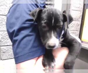 Mutt Dogs for adoption in Tulsa, OK, USA