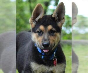 German Shepherd Dog Dogs for adoption in Enfield, CT, USA