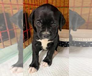 Boston Spaniel Dogs for adoption in Meridian, MS, USA