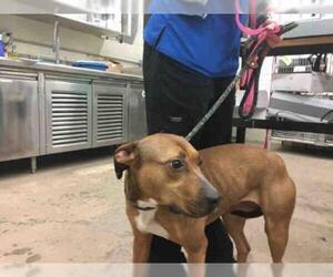 Ibizan Hound Dogs for adoption in Waco, TX, USA