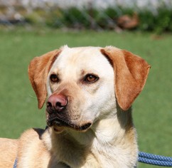 Small Labrador Retriever Mix