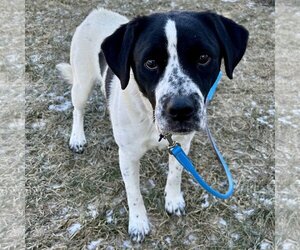 Beagle-Pointer Mix Dogs for adoption in Batavia, OH, USA