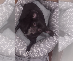 Chihuahua-Unknown Mix Dogs for adoption in Springdale, PA, USA