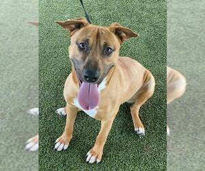 Labrador Retriever-Unknown Mix Dogs for adoption in Fayetteville, NC, USA