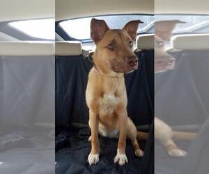Carolina Dog Dogs for adoption in Graniteville, SC, USA