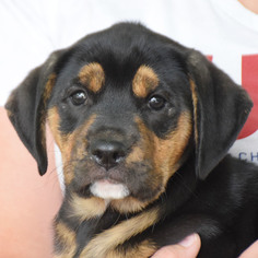 Medium Photo #1 Boxweiler Puppy For Sale in Huntley, IL, USA