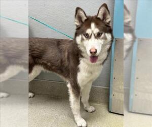 Siberian Husky-Unknown Mix Dogs for adoption in Las Vegas, NV, USA