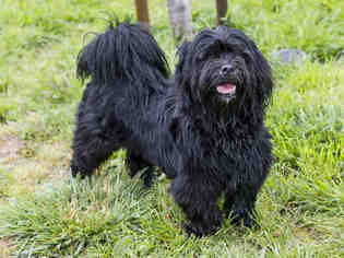 Skye Terrier-Unknown Mix Dogs for adoption in South Lake Tahoe, CA, USA