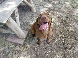 Labralas Dogs for adoption in West Valley, UT, USA