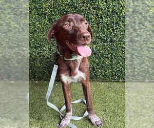 Pointer-Unknown Mix Dogs for adoption in Naples, FL, USA