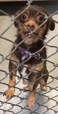 Medium Photo #1 Chiweenie Puppy For Sale in Battle Ground, WA, USA