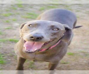 Weimaraner Dogs for adoption in Supply, NC, USA
