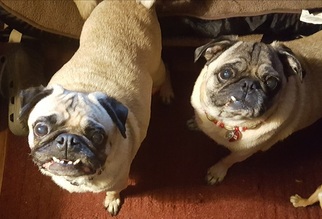 Pug Dogs for adoption in Pawtucket, RI, USA