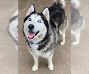 Siberian Husky Dogs for adoption in Riverside, CA, USA