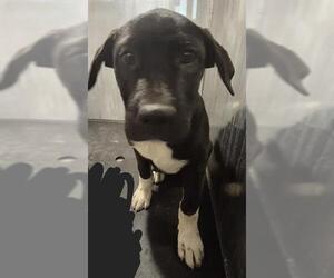 Labrador Retriever-Unknown Mix Dogs for adoption in San Antonio, TX, USA