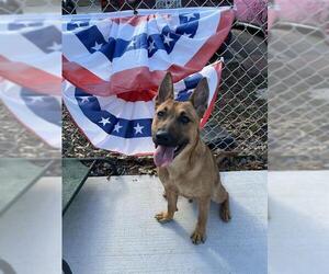 Shepradors Dogs for adoption in Charlotte, NC, USA