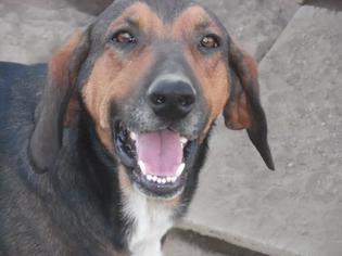 Zuchon Dogs for adoption in Fairfax, VA, USA