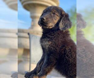 Shepradors Dogs for adoption in Alexandria, VA, USA