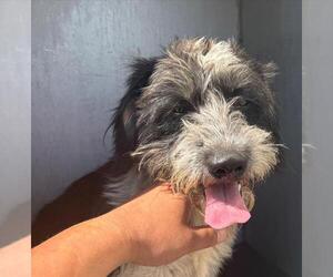 Schnauzer (Giant)-Unknown Mix Dogs for adoption in San Antonio, TX, USA