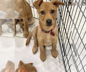 Labrador Retriever-Unknown Mix Dogs for adoption in Royal Palm Beach, FL, USA