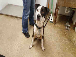 Pointer-Unknown Mix Dogs for adoption in Lawrence, KS, USA