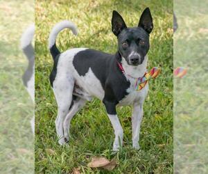 Rat Terrier-Unknown Mix Dogs for adoption in Miami, FL, USA