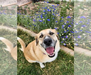 Great Pyrenees Dogs for adoption in Bountiful, UT, USA