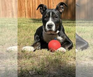 Boxer-Unknown Mix Dogs for adoption in Spring Lake, NC, USA