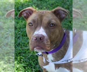 Bullboxer Pit Dogs for adoption in San Antonio, TX, USA